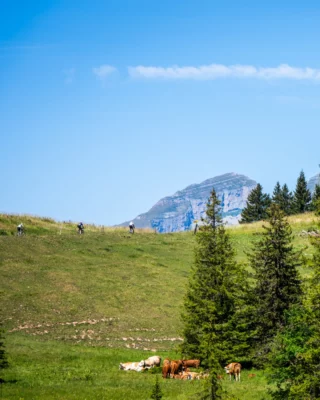 Merci @villarstourisme Merci @alpesvaudoises Pwhouaaaaaaaa 😍Voici, en résumé, ce que nous avons retenu des paysages croisés ce weekend intense. 🚴🏻⛰️Des points de vue idylliques que tu pourras retrouver l'an prochain (du 9 au 11 juillet) ou toute l'année en mode aventure et découverte. 💚🤍___Wowwwww 😍Here’s a quick round-up of the scenery we took in during this action-packed weekend. 🚴🏻⛰️Idyllic viewpoints that you can visit again next year (9–11 July) or explore all year round on an adventure of discovery mode. 💚🤍📷 @kuva.swiss #themajestics #villars #alpesvaudoises
